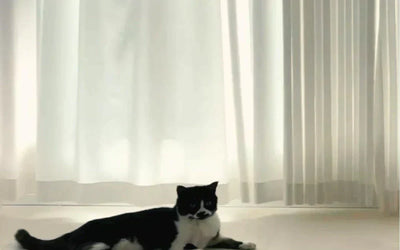 What Are the Best Cat-Proof Curtains for Pet-Friendly Homes?